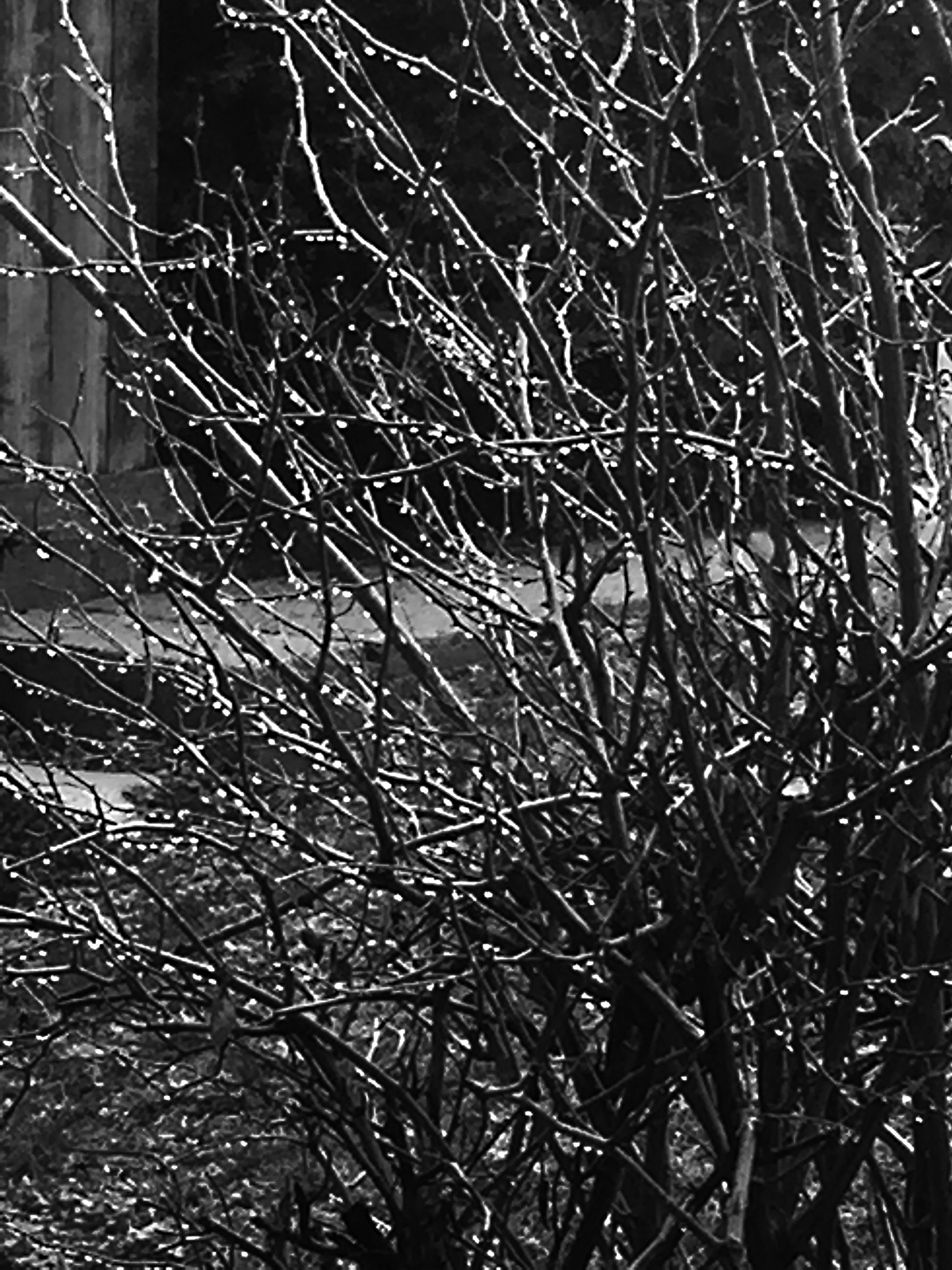 Raindrops January 11, 2016