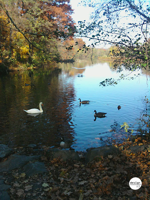 NY Pond